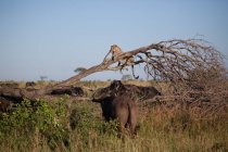 Un leopardo, Panthera pardus, sdraiato su un albero morto che si allungava per toccare un bufalo, Syncerus caffer — Foto stock