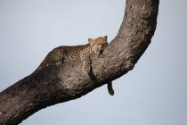 Um leopardo, Panthera pardus, deitado num tronco de árvore, fundo azul do céu — Fotografia de Stock