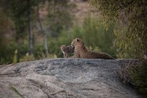 A leopard and her cub, Panthera pardus, lying on a boulder together, greenery in background — Stock Photo