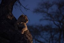 Un leopardo, Panthera pardus, sdraiato su un albero al buio, illuminato dai riflettori — Foto stock