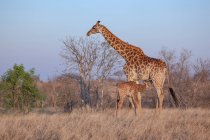 Un vitello giraffa, Giraffa camelopardalis giraffa, lattante dalla madre, sfondo cielo blu — Foto stock