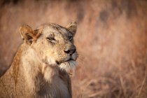 Eine Löwin, Panthera leo, trockener Grashintergrund, Augen halb offen — Stockfoto