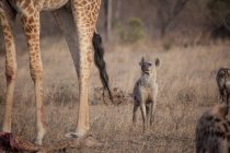 Eine gefleckte Hyäne, Crocuta crocuta, steht unter einer Giraffe, Giraffa camelopardalis giraffa — Stockfoto