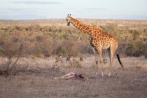 Una madre jirafa, Giraffa camelopardalis jirafa, de pie sobre el cadáver de su ternera mientras las hienas corren en el fondo, Crocuta crocuta - foto de stock