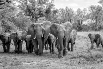 Стадо слонов, Loxodonta africana, идет к камере, в черно-белом — стоковое фото