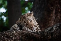 Um leopardo, Panthera pardus, deitado em uma árvore e descansando a cabeça em suas patas, olhar direto — Fotografia de Stock