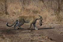 Um leopardo, Panthera pardus, carregando seu filhote na boca enquanto atravessava uma estrada — Fotografia de Stock