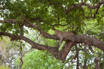 Un leopardo, Panthera pardus, acostado en una rama de un árbol, cabeza levantada - foto de stock