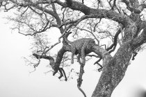 Un leopardo, Panthera pardus, sdraiato su un albero, con le gambe penzolanti, in bianco e nero — Foto stock