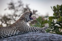 Um leopardo, Panthera pardus, deitado num tronco e bocejando, estendendo as patas — Fotografia de Stock