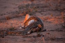 African Rock Python, Python sebae, constricts an impala, Aepyceros melampus — Stock Photo