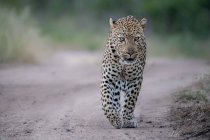 Un leopardo maschio, Panthera pardus, che cammina lungo una strada di sabbia — Foto stock