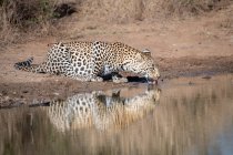 Un leopardo, Panthera pardus, agachándose para beber agua de un abrevadero - foto de stock