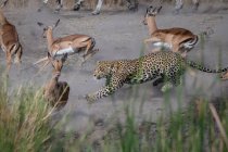 Um leopardo, Panthera pardus, perseguindo um impala, Aepyceros melampus — Fotografia de Stock
