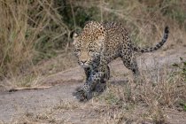 Um leopardo, Panthera pardus, perseguindo com pernas lamacentas — Fotografia de Stock