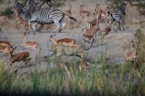 Ein Leopard, Panthera pardus, jagt Impalas, Aepyceros melampus und Zebras, Equus quagga — Stockfoto