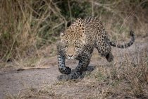 Ein Leopard, Panthera pardus, pirscht mit schlammigen Beinen — Stockfoto