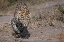 Un leopardo, Panthera pardus, acechando con patas fangosas - foto de stock