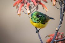 Halsband-Sonnenvogel, Hedydipna collaris, auf einer Aloe — Stockfoto