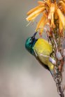 Collared Sunbird, Hedydipna collaris, on a Aloe — стокове фото