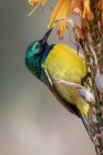 Oiseau solitaire à collier, Hedydipna collaris, sur un aloès — Photo de stock