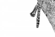 O pé e a cauda de um leopardo, Panthera pardus, em preto e branco — Fotografia de Stock
