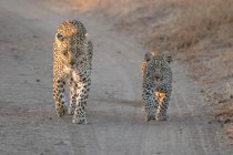 Una madre leopardo y su cachorro, Panthera pardus, caminando por un camino de arena - foto de stock