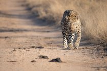 Un léopard, Panthera pardus, marchant le long d'un chemin de sable — Photo de stock
