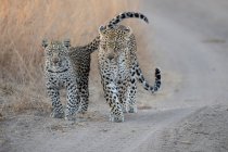 Una madre leopardo e il suo cucciolo, Panthera pardus, camminando lungo una strada di sabbia — Foto stock