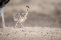 Um pintinho de avestruz, Struthio camelus australis, andando — Fotografia de Stock