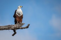 Африканский рыбный орел, Haliaeetus vocifer, сидит на ветке, голубое небо фон — стоковое фото