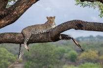 Un leopardo, Panthera pardus, acostado en una rama en un árbol, mirada directa - foto de stock
