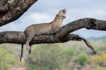 Um leopardo, Panthera pardus, deitado num galho numa árvore e bocejando — Fotografia de Stock