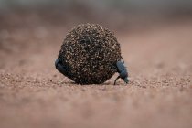 Навозные жуки, Scarabaeus zambesianus, катание шара навоза — стоковое фото
