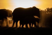 Uma silhueta de uma manada de elefantes, Loxodonta africana, fundo do pôr do sol — Fotografia de Stock