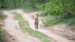 Un leopardo macho, Panthera pardus, caminando a lo largo de una pista, cola arriba - foto de stock