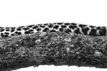 La queue d'un léopard, Panthera pardus, couchée sur une branche d'arbre, en noir et blanc — Photo de stock
