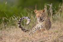 A leopard, Panthera pardus, lying in short grass, tail curled up — Stock Photo