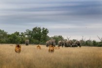 Гордість левів, Pnathera leo, прогулюючись по довгій сухій траві з слонами на задньому плані, Loxodonta africana — стокове фото