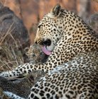 Uma mãe leopardo, Panthera pardus, lambendo e arrumando seu filhote — Fotografia de Stock