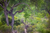 Un leopardo, Panthera pardus, disteso su un ramo in un albero, verde sullo sfondo — Foto stock