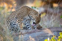 Une mère léopard, Panthera pardus, léchant et toilettant son ourson — Photo de stock