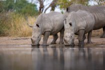 Rinoceronti bianchi, Ceratotherium simum, che bevono insieme in una pozza d'acqua — Foto stock