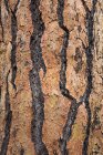 Detail of Ponderosa pine tree bark — Stock Photo