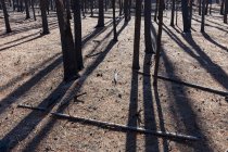 Conséquences d'un feu de forêt, troncs d'arbres carbonisés et ombres — Photo de stock