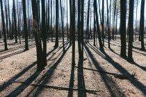 Последствия лесного пожара, обугленные стволы деревьев и тени — стоковое фото