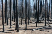 Consecuencias de un incendio forestal, troncos de árboles carbonizados y sombras - foto de stock