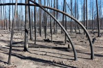Bosque destruido y quemado después de extensos incendios forestales, árboles trenzados carbonizados - foto de stock