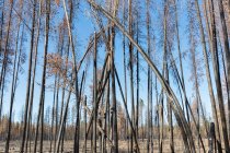 Destroyed and burned forest after extensive wildfire, trees charred and twisted. — Stock Photo