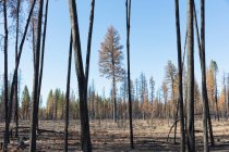 Nachwirkungen eines Waldbrandes, verkohlte Baumstämme und Schatten — Stockfoto